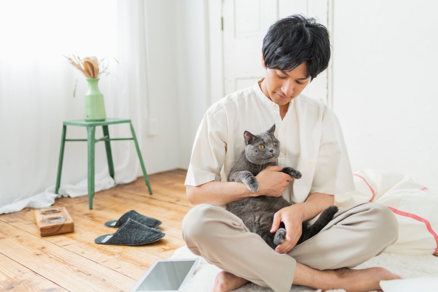 猫